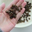 N&A로열독 | 강아지가수분해사료 추천 처방사료 닥터독 식이알러지 극복 후기