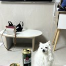 남해댕댕이 애견펜션 블루 이미지