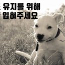 강아지산책 이미지