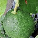 쑤니네 농장 이미지