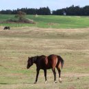 말무리목장 이미지