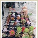 생극농장 이미지