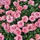 바구니꽃집 이미지