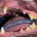 강남예치과동물병원 이미지