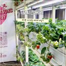 포시즌농장 | 세종시 나성동 카페 포시즌베리 딸기농장 후기