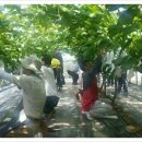 농촌일손돕기(포도 봉지씌우기 등)-옹진군농업기술센터 이미지