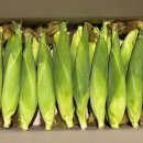 시일농장 이미지