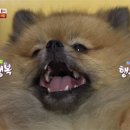 오쏠