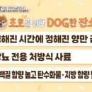 하이독 이미지