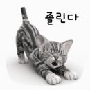 고양이와아기 이미지