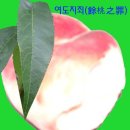 사이먹다 이미지