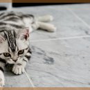 참 동물병원 이미지