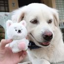 HI, MY DOG 이미지