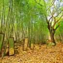 말하는 은행나무 이미지