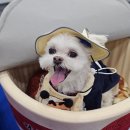 AK DOG | 수원 케이펫페어 시즌2 양손 가득히 돌아온 주말 방문 후기