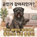 화신농장 | [실패 없는 대형견 선택] 곰인가 강아지인가? 반전 매력 '부비에 드 플랑드르' 특징 총정리!