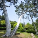 백송 - 중구 다산로33다길 45 | 백송