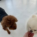 연산유치원 | 부산 연산 시청 | 도토리 강아지 유치원 호텔링 후기 | 강아지 명절 호텔링