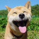 웃개 Daum카페