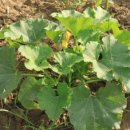 요리비책 이미지