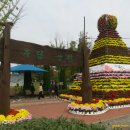 대전유림공원 국화축제 이미지