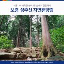 보령 가볼만한곳 성주산 자연휴양림 편백나무 숲에서 힐링 이미지