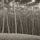 소나무숲 - 강릉시 독송길110번길 34 | 소나무숲