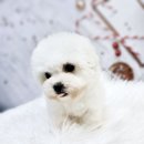 김해 해피몽 김해강아지분양 고양이분양 이미지