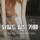정읍 애견 동반 카페 정읍 승마 체험장 와일드 필드 커피 방문 후기