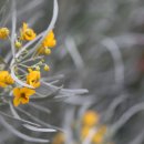 꽃은 황금색, 잎은 은색의 깃털카시아(Feathery Cassia).. 이미지
