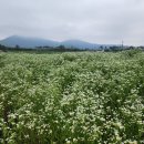 계천배수장 Daum카페