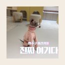 연수 유치원 | 인천 애견카페 연수구 애견카페 호도독 | 아이와 초롱이랑 함께한 솔직 후기 🐾
