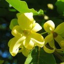 일랑일랑 이미지