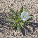 다발달맞이꽃 [사막달맞이꽃, Oenothera caespitosa] 이미지