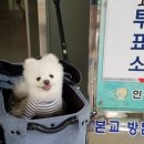스타견