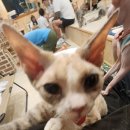 집사의하루 남포점 | [남포동] 방문이 기부가 되는 고양이 카페 '집사의 하루' 방문 후기