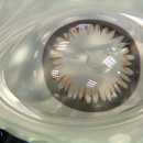 뉴비젼콘택트 이미지