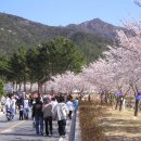 [영암] 왕인 축제 - 벗꽃 축제 이미지