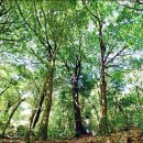 피톤치드 이미지