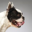 명랑한도그 | 하남강아지분양 도그마루가 최고지