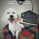 투개더 펫 이미지