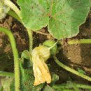 옥희농장 이미지