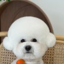 언니네 애견미용실 이미지