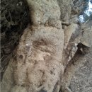 홍천엄나무순창고정리할인판매 이미지