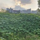 성내5교 이미지