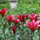 강애산애 이미지