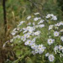 아빠 벌꿀 농장 이미지