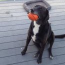 가족이랑개 이미지