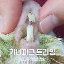 트리밍101 | [기니피그트리밍] 기니피그 식욕부진, 설사, 침흘림 증상이 있다면 이것 부터 의심하세요!