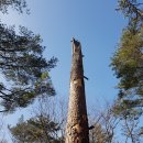 소나무 전경 이미지